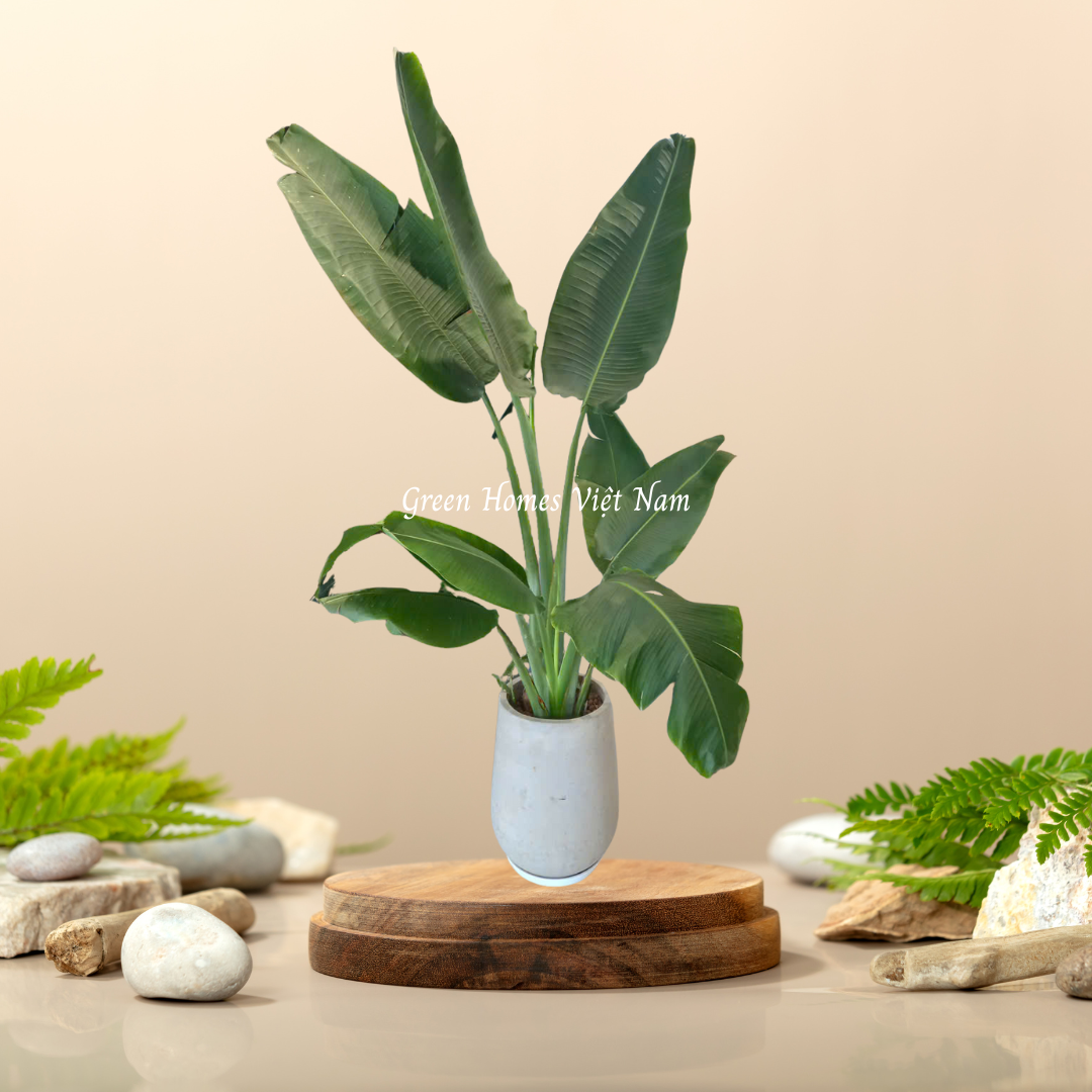 Cây Chuối Rẻ Quạt